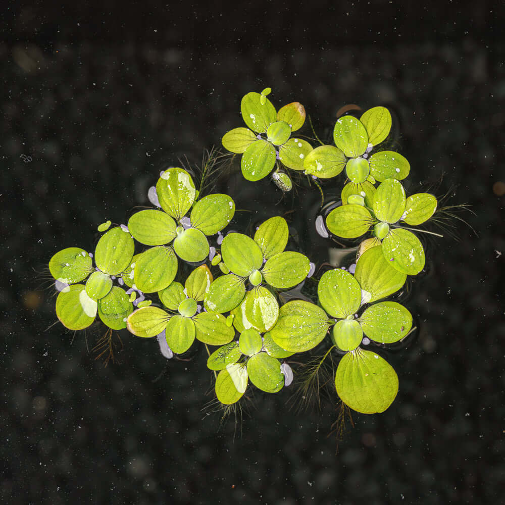 Dwarf Water Lettuce