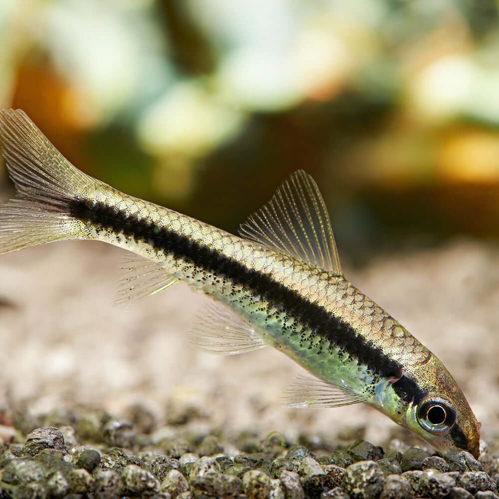 Siamese Algae Eater | Crossocheilus Oblongus