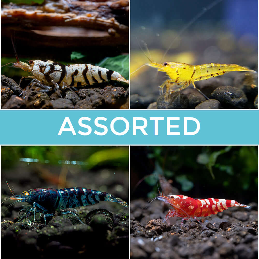10 Assorted Tiger Shrimp