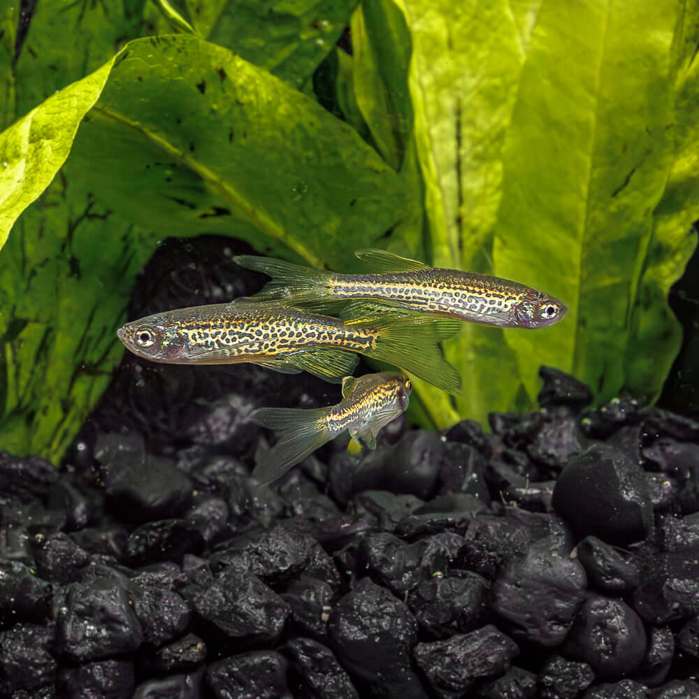 Longfin Leopard Danio | Danio Frankei