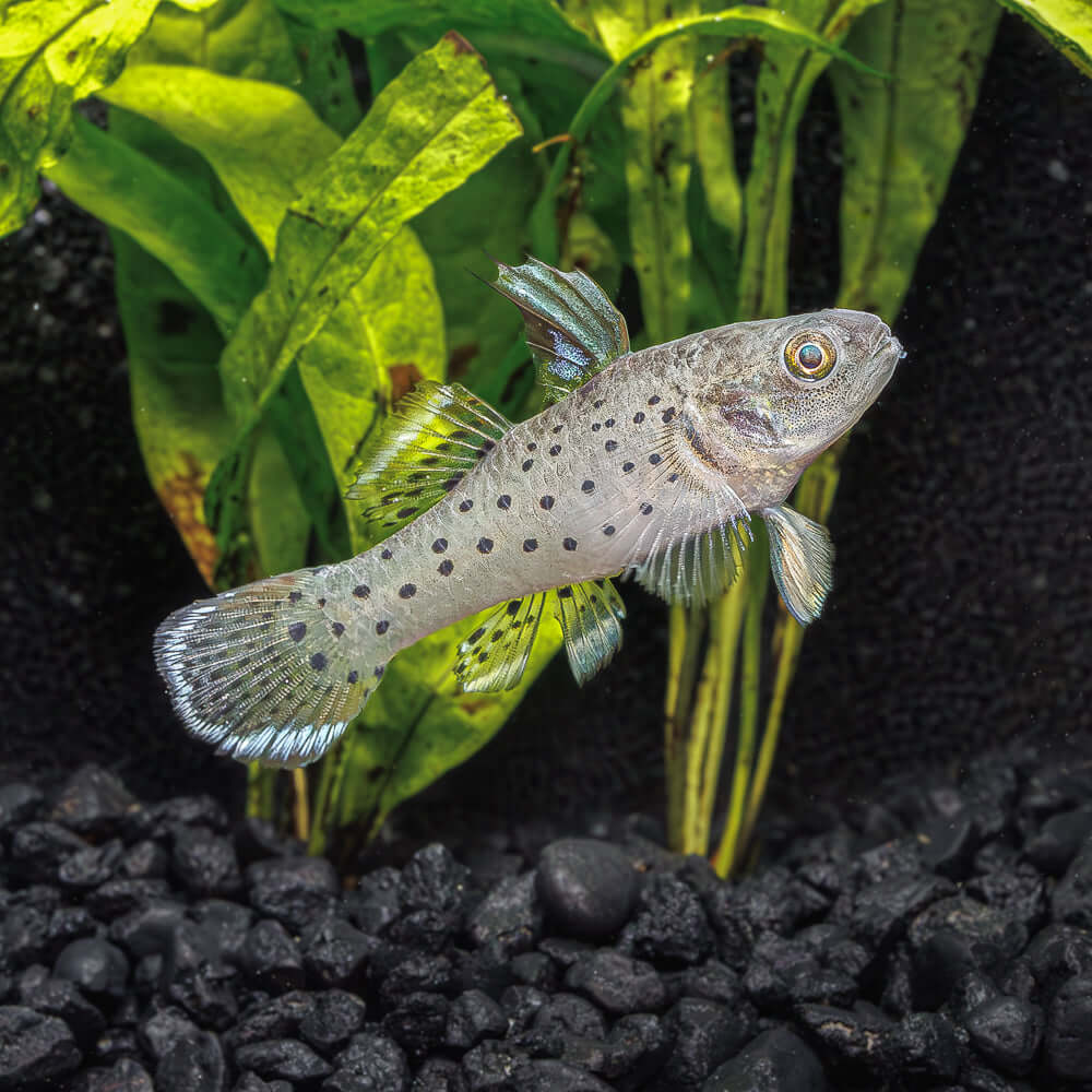 Knight Goby | Stigmatogobius sadanundio