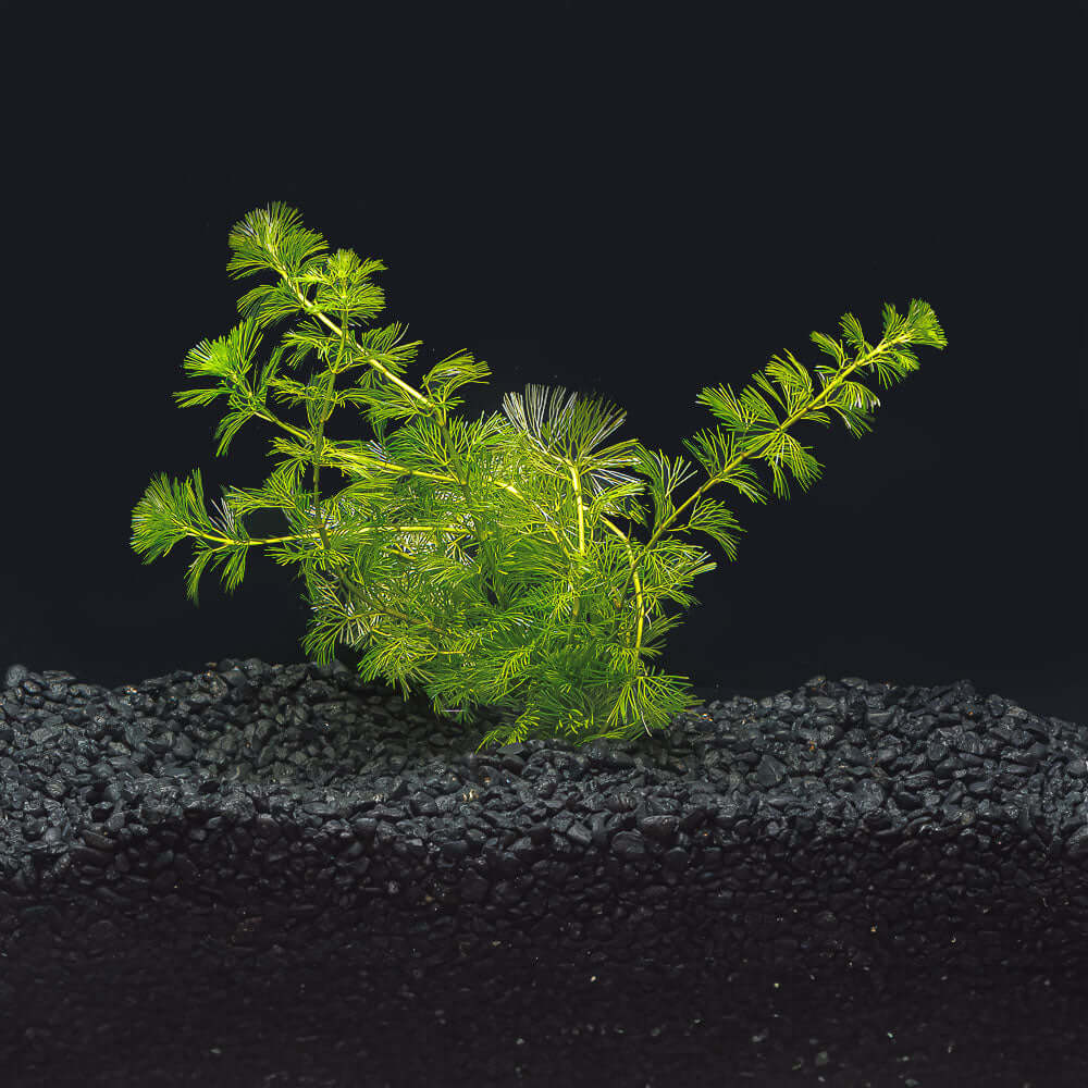 Green Cabomba Carolina | Cabomba caroliniana