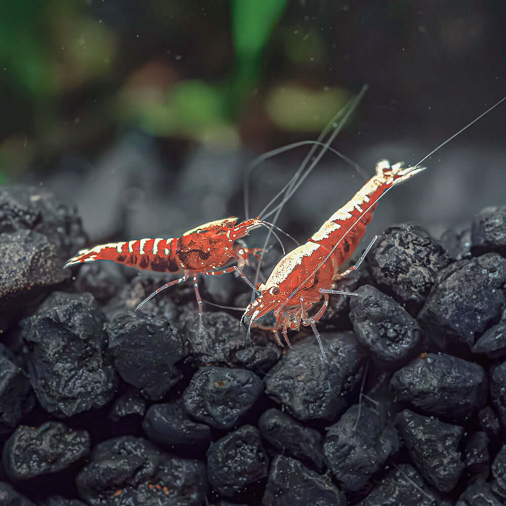 Red Galaxy Pintos - Mid Grade