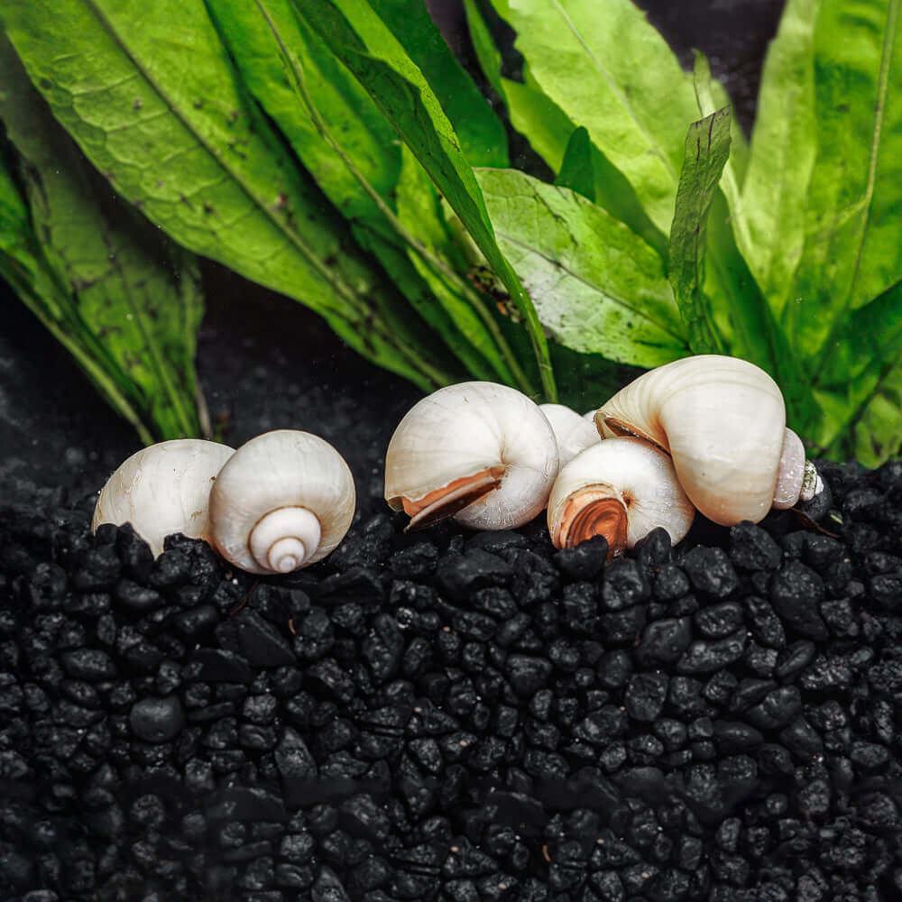 3 Ivory Mystery Snails