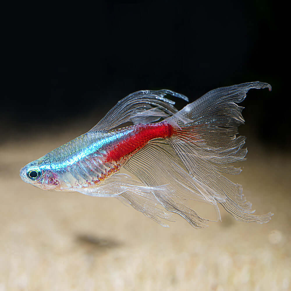 Neon Tetra Best Small Freshwater Fish Long Fin Neon Tetra