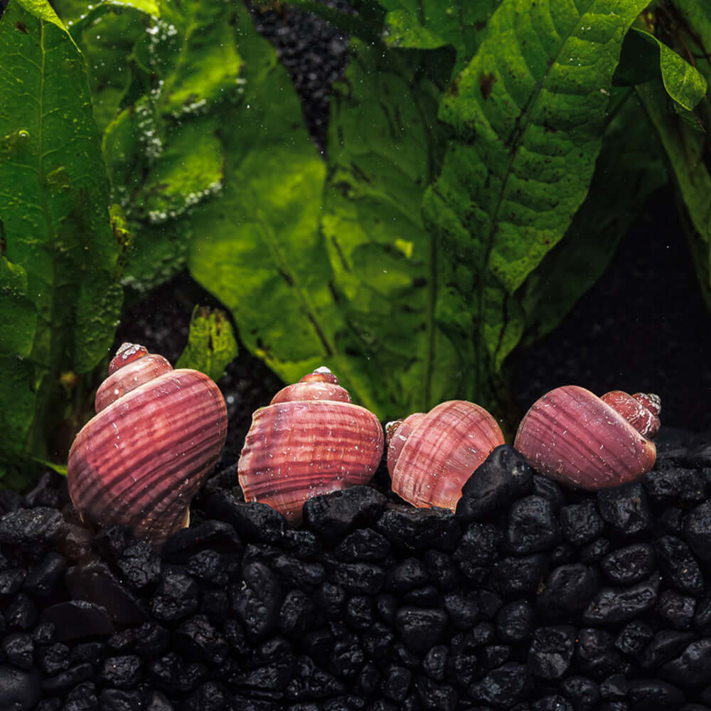 3 Magenta Mystery Snails