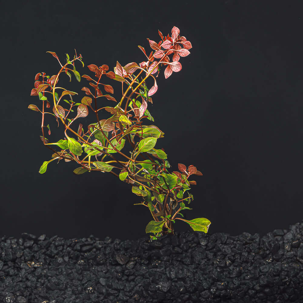 Ludwigia sp. &#39;Super Red Mini&#39;
