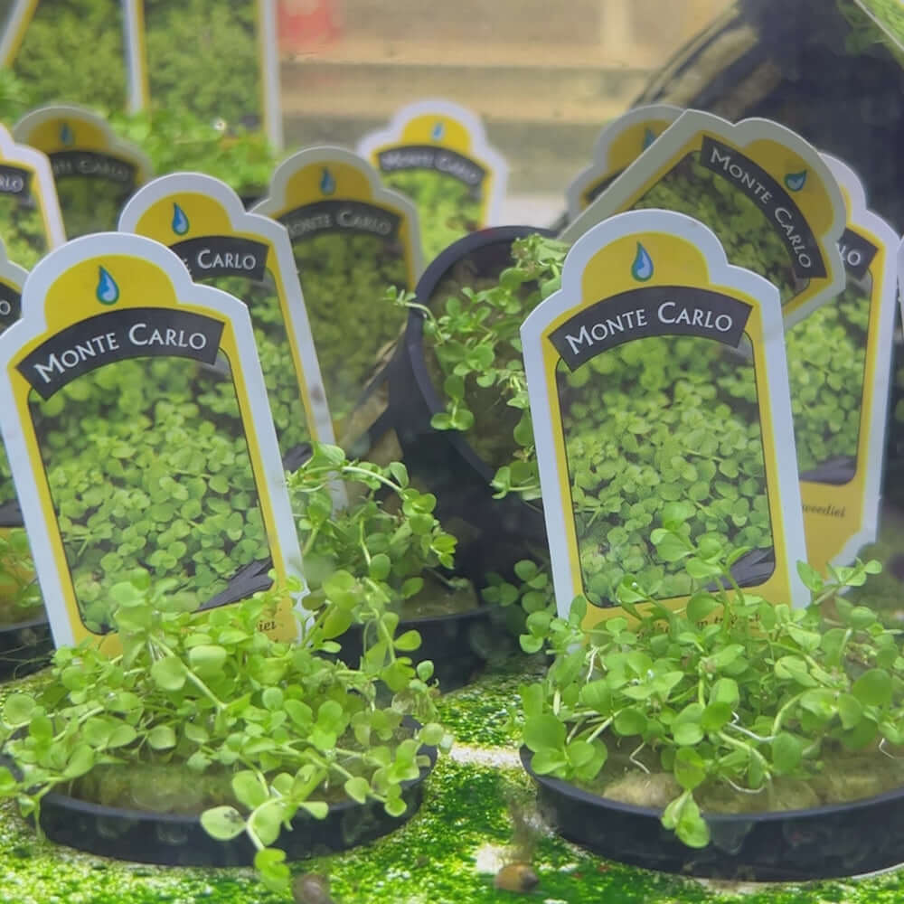 Monte Carlo | Micranthemum Tweediei