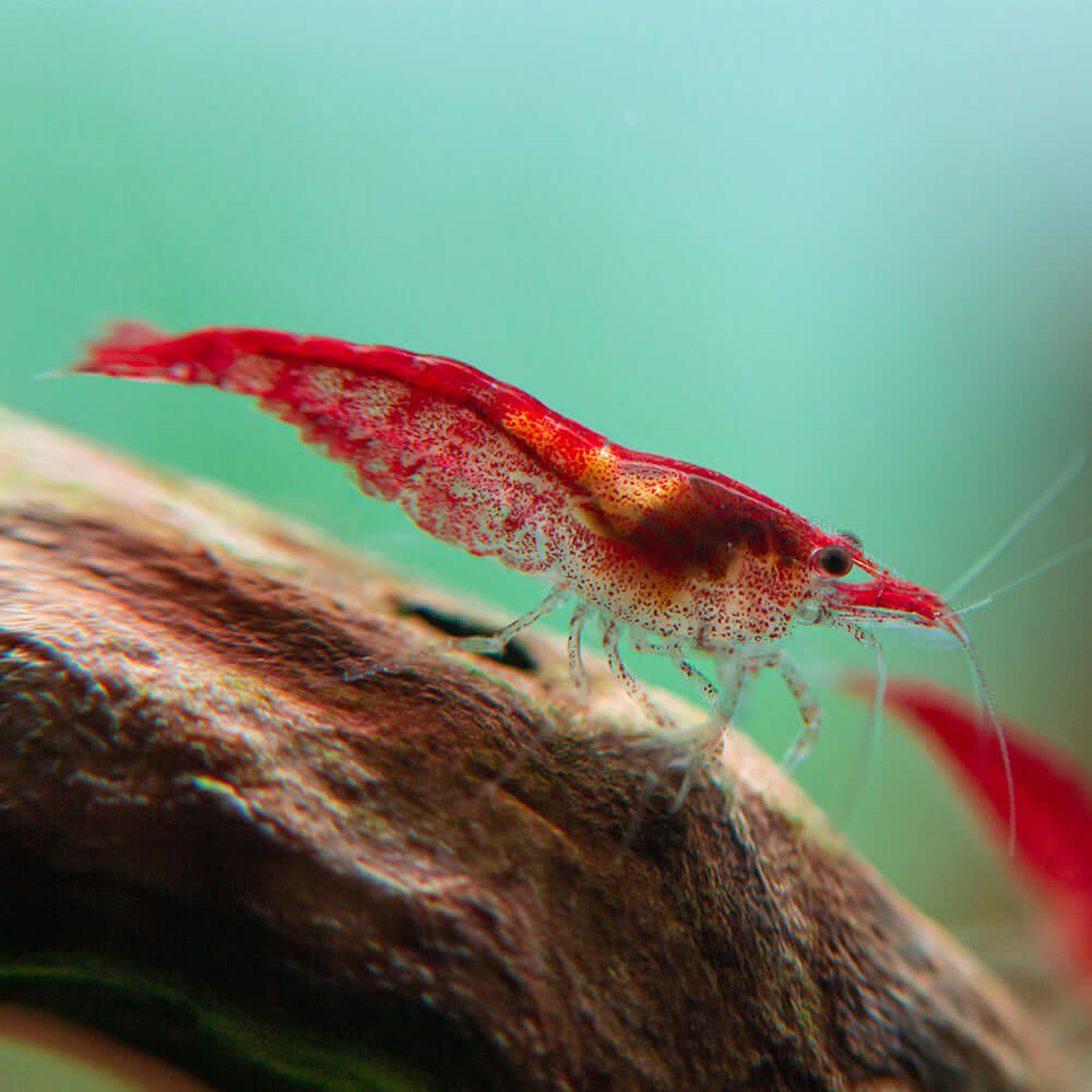 Red Cherry Shrimp