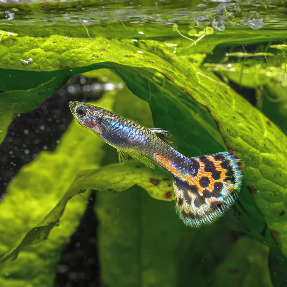 Dumbo Ear Red Brown Mosaic Guppy