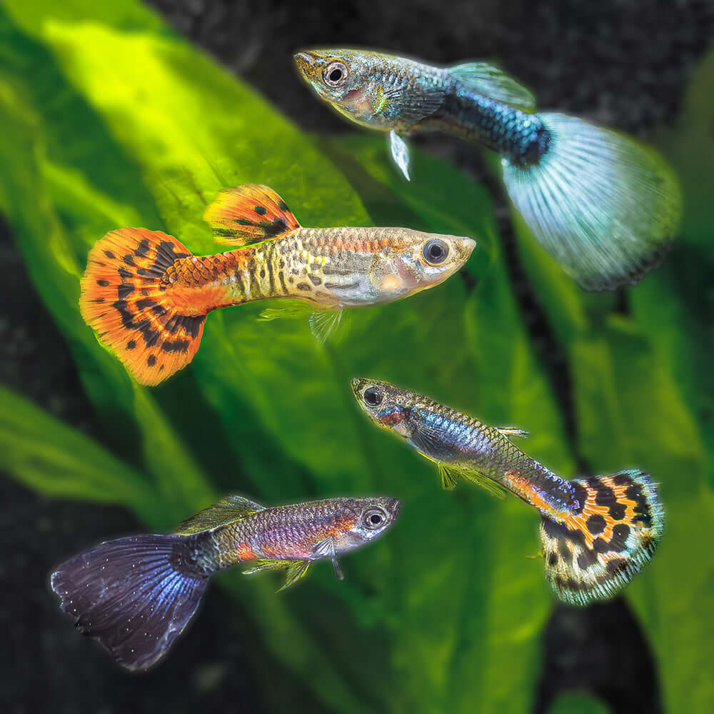 Guppy + Endler Sale | Buy a Trio, Get a Trio