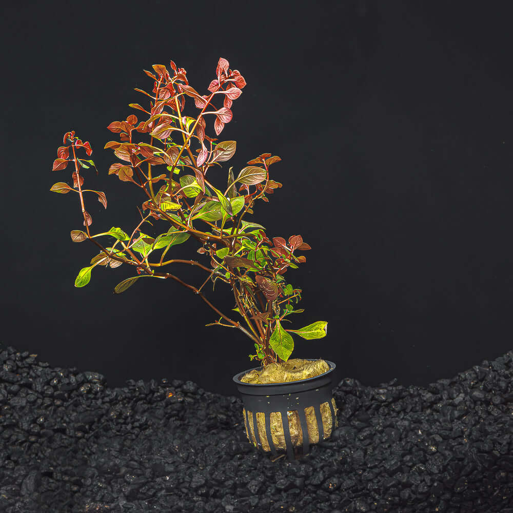 Ludwigia sp. &#39;Super Red Mini&#39;