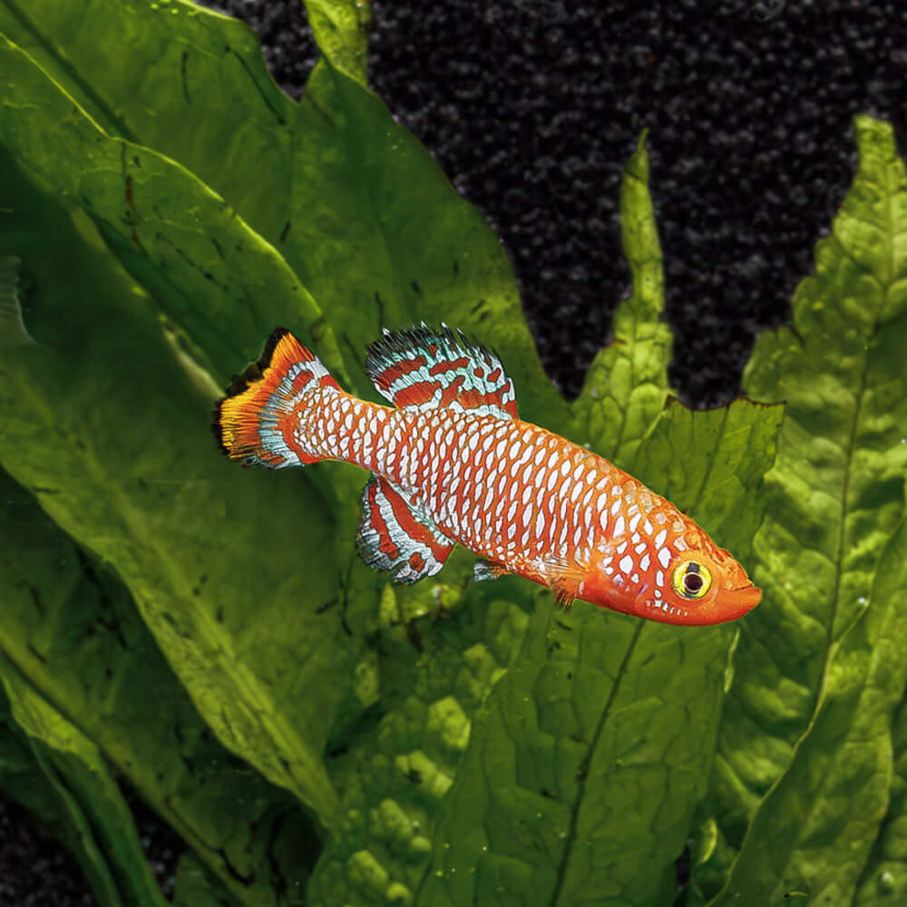 Bluefin Notho | Nothobranchius rachovii beira