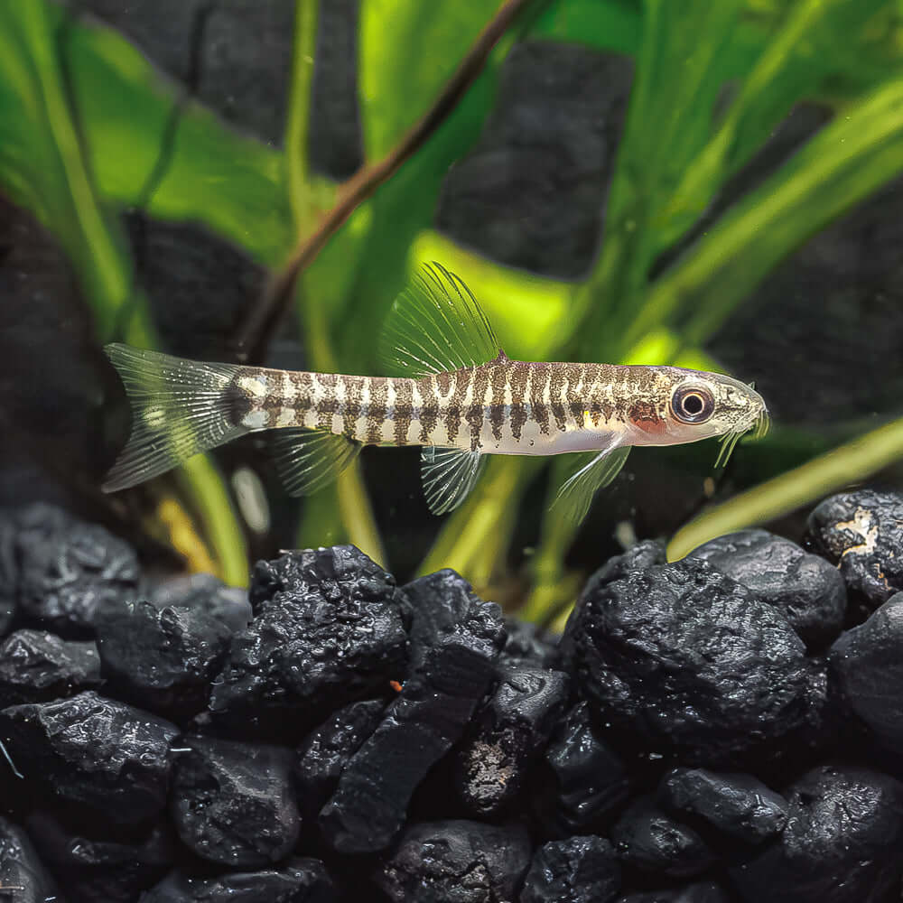 Dwarf Banded Loach | Micronemacheilus cruciatus