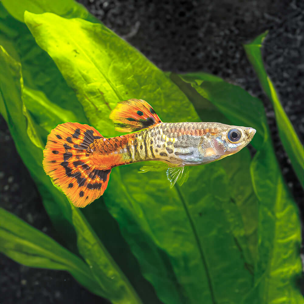 Shop Our Red Cobra Guppy Online Freshwater Guppy Cobra Red for Sale