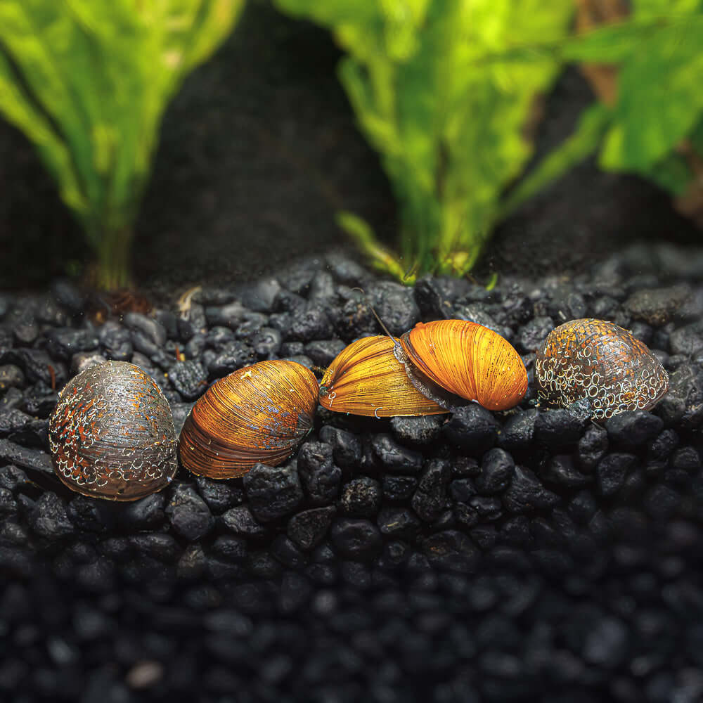 3 Black Military Helmet Nerite Snails