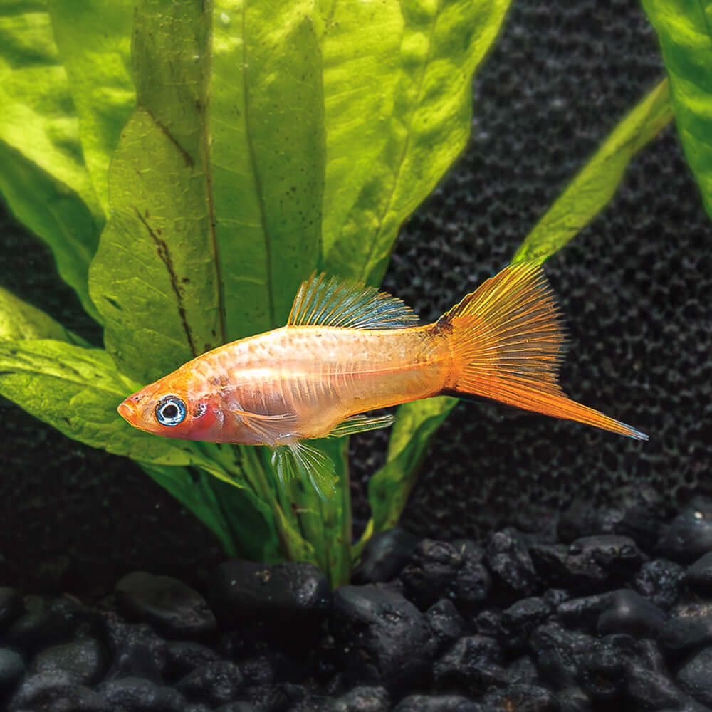 Pink Comet Swordtail | Xiphophorus helleri