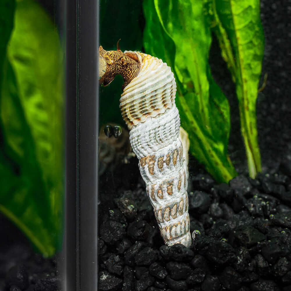 Himalayan Rabbit Snail