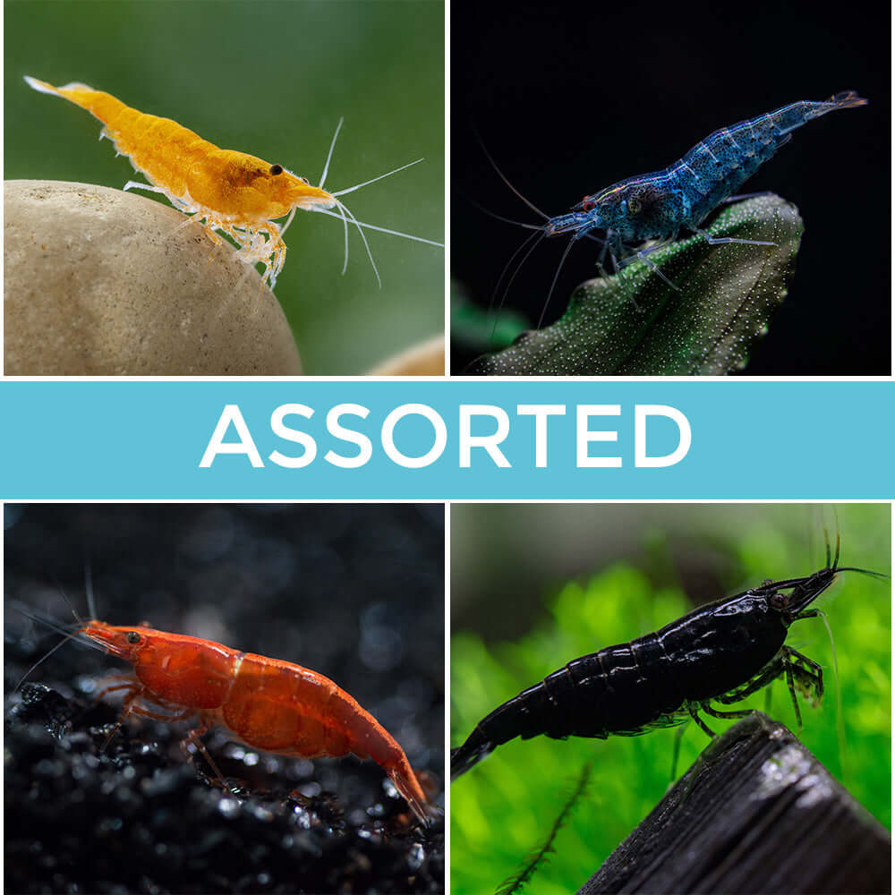10 Assorted Neocaridina Shrimp