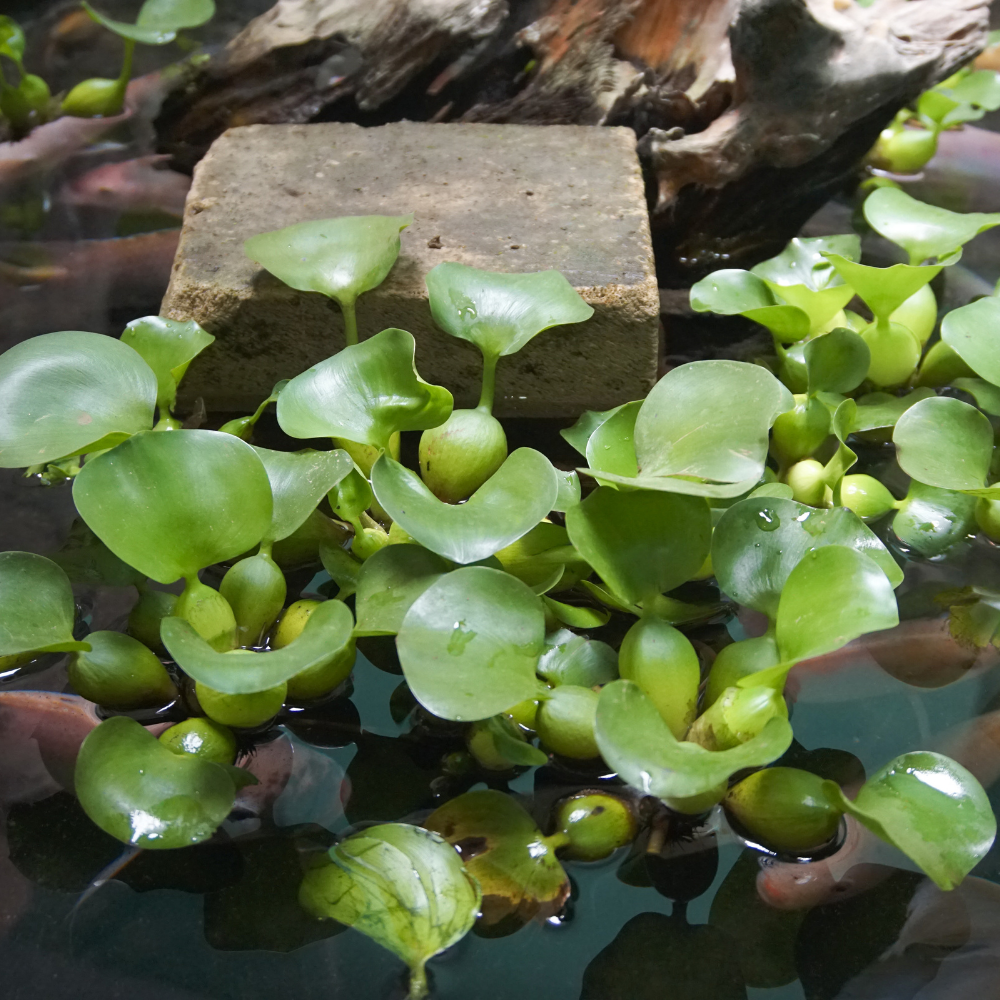 water hyacinth without flowers floating above koi fish in pond 