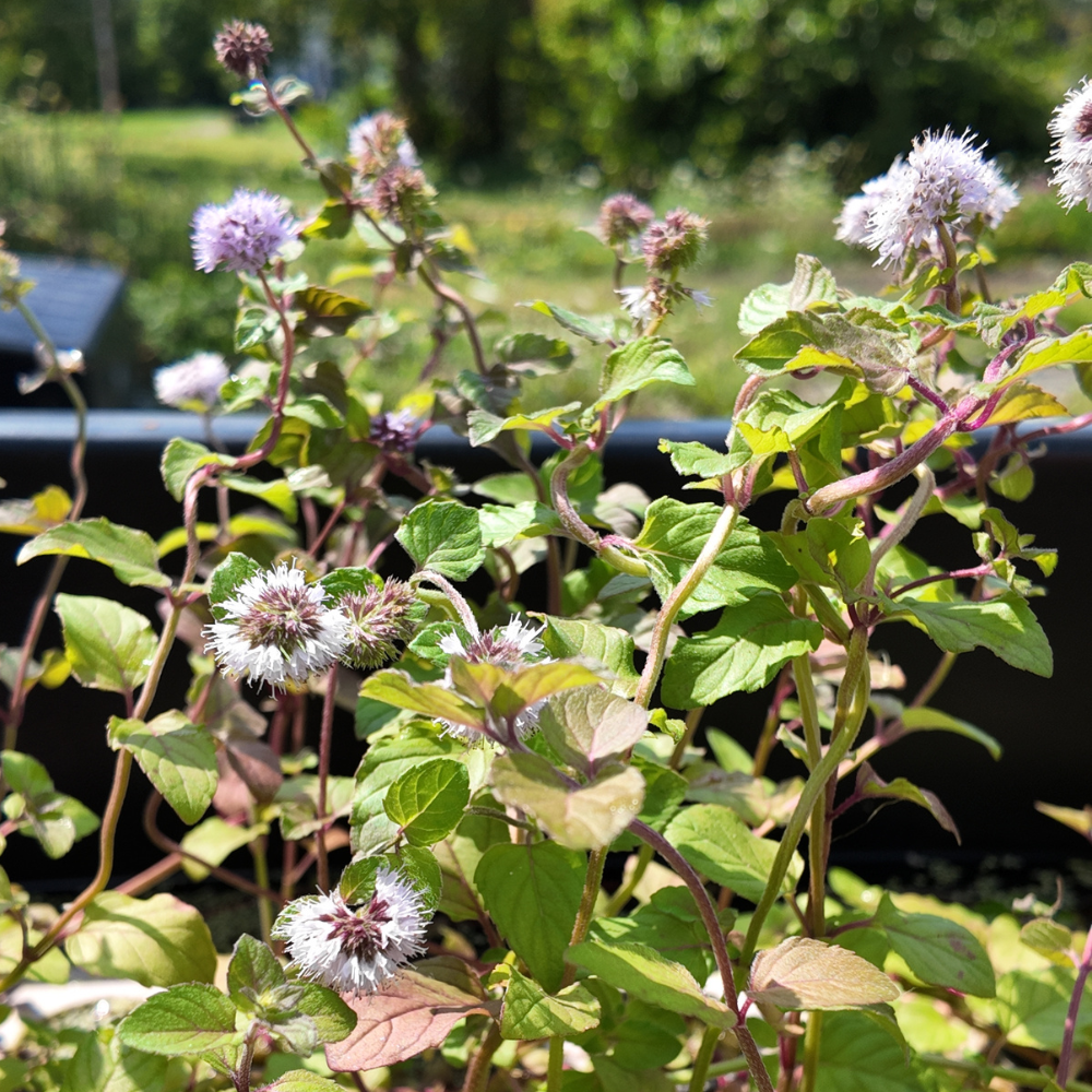 a close up of water mint plants with green leaves and clusters of pale flowers growing outdoors in a planter, with a blurred green garden background