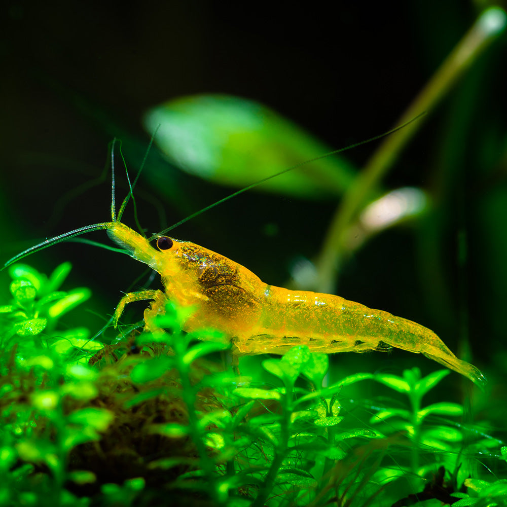 Yellow Neocaridina Shrimp