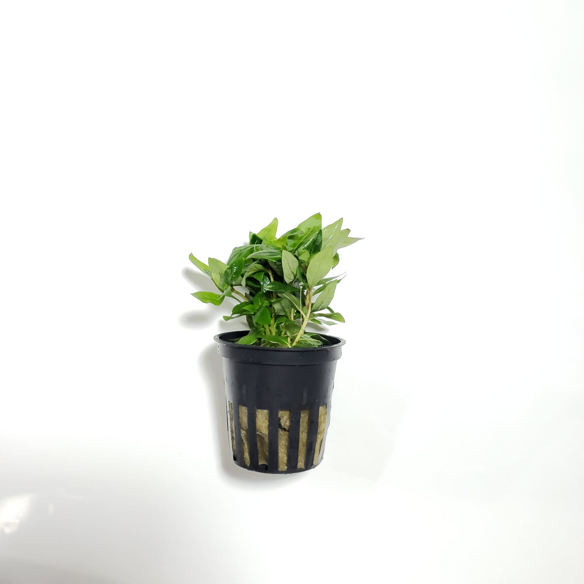 Tropica Staurogyne Repens - H2O Plants