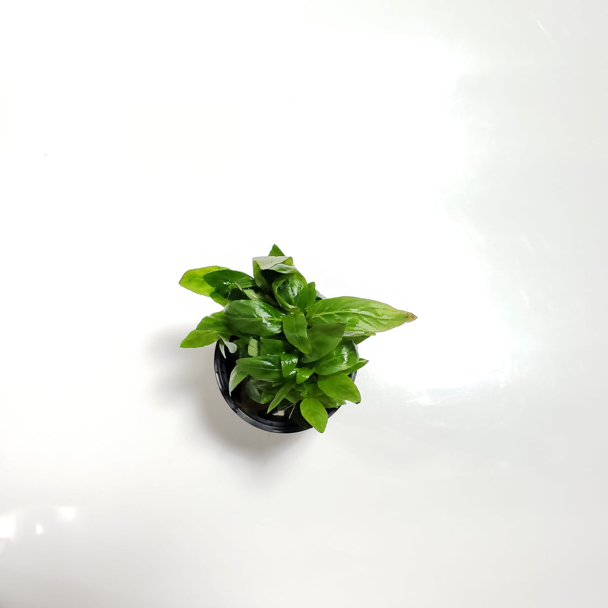Tropica Staurogyne Repens - H2O Plants