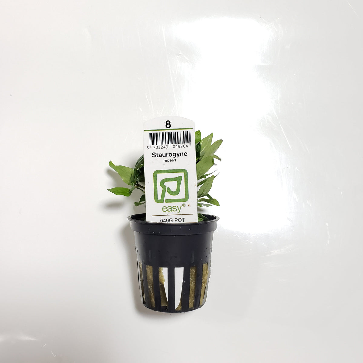 Tropica Staurogyne Repens - H2O Plants