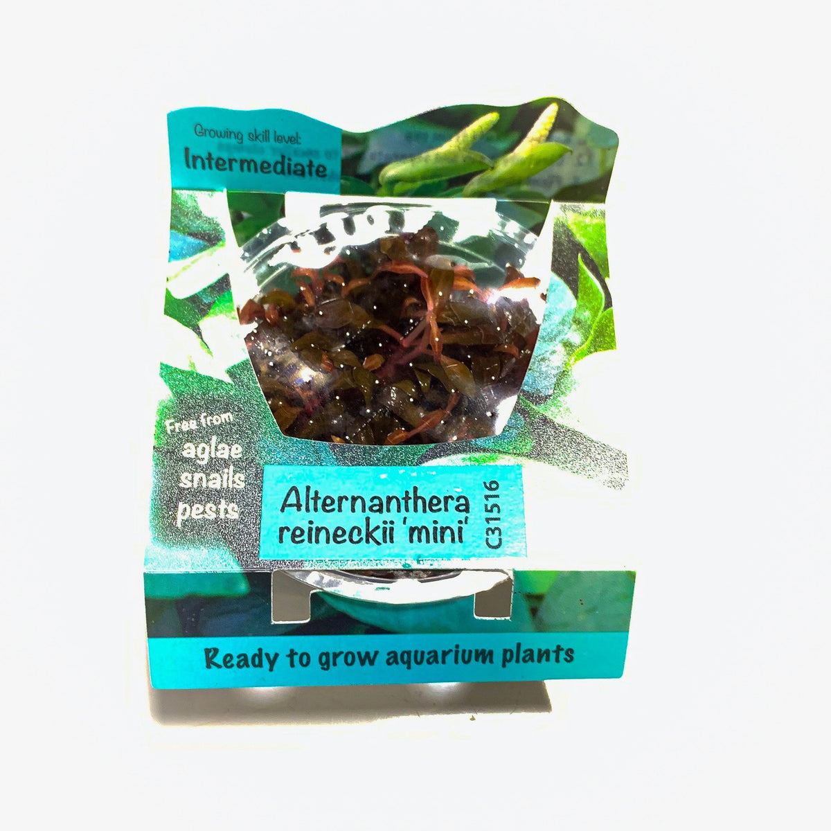 Alternanthera Reineckii Mini | Tissue Culture