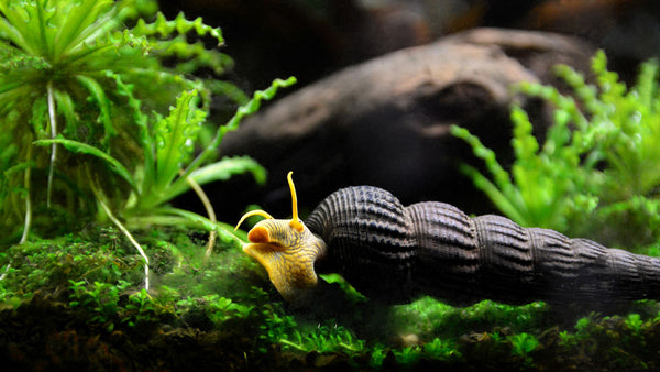 Assorted Rabbit Snails
