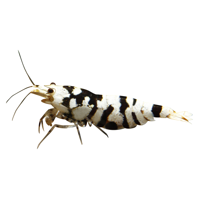 Black Fancy Tiger Decal Sticker