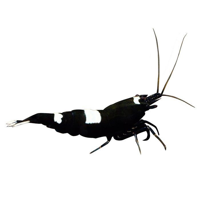 Black King Kong Decal Sticker