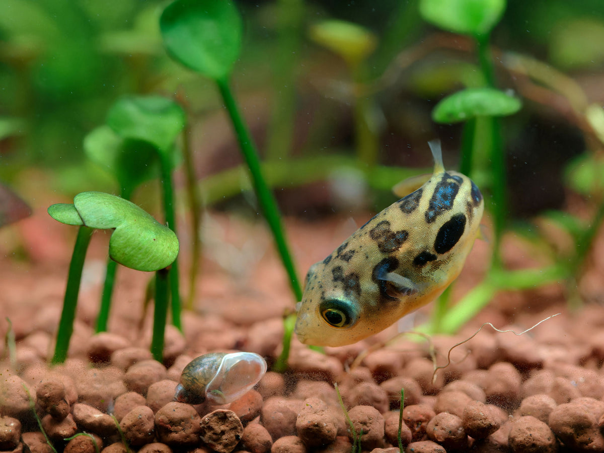 thumbnail image 2 of 50+ Live Bladder Snails (Physella Acuta) – Nutritious Feeder Snails For Puffers & Freshwater Tanks 2 of 4