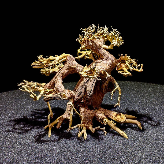 Assorted Bonsai Trees - 12 inch