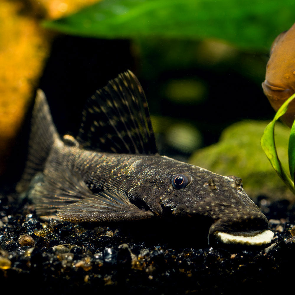 Bristlenose Pleco | Ancistrus Cirrhosus - Flip Aquatics