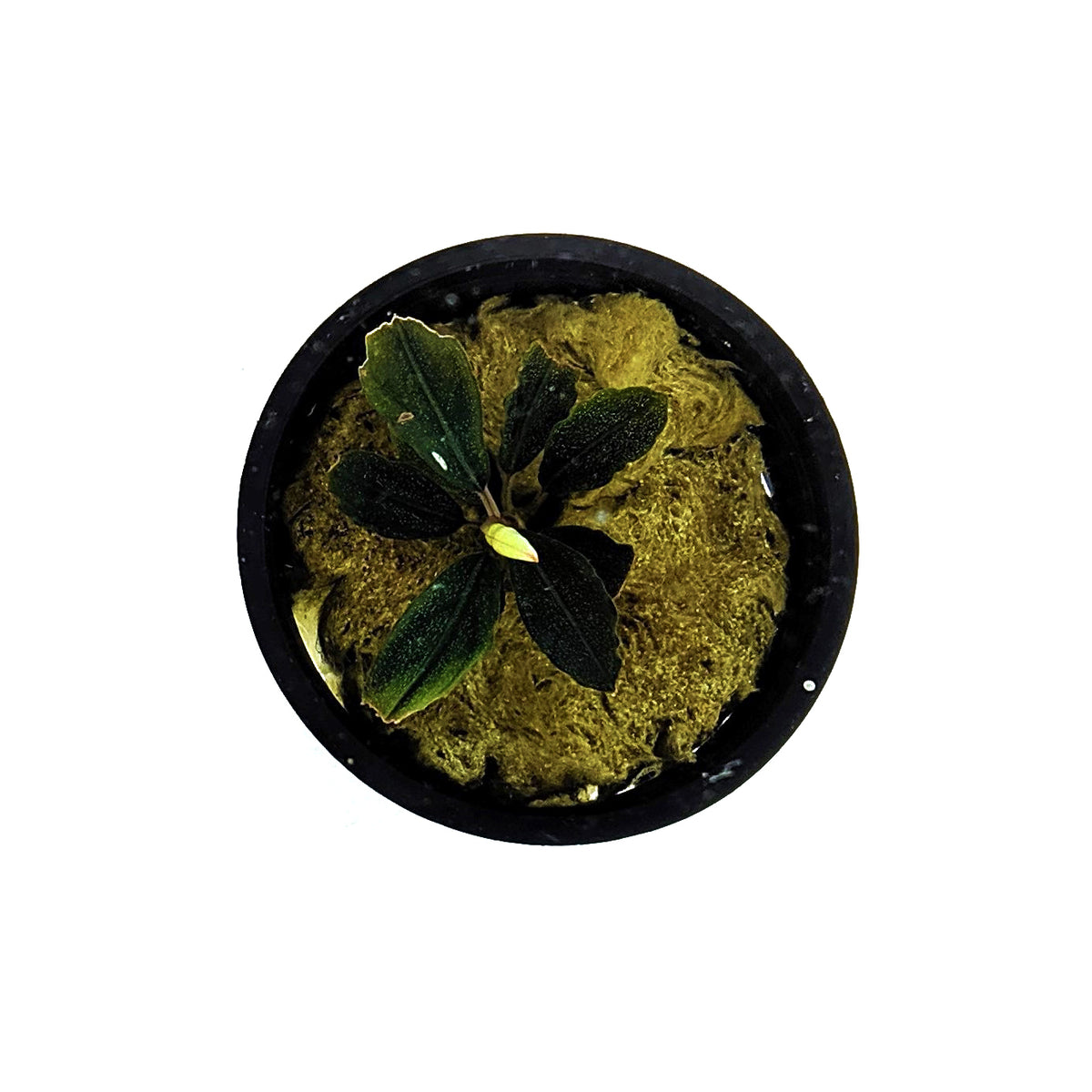水草 BUCEPHALANDRA for Passat358 水草 BUCEPHALANDRA for Passat358 Bucephalandra Aquarium