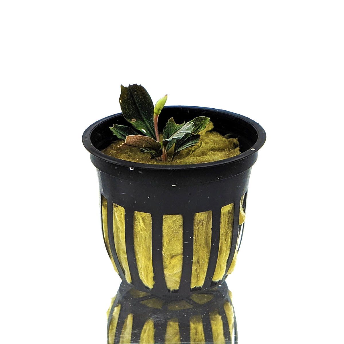 BUCEPHALANDRA for かずさ Amazon.com: Buce | Bucephalandra Green Wavy Leaf on