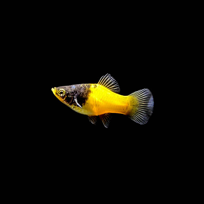 Bumblebee Platy