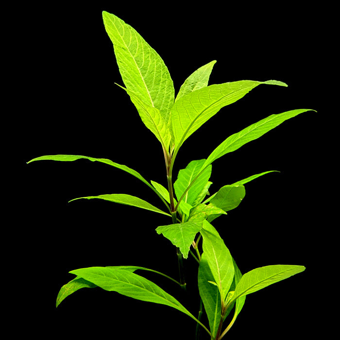 Hygrophila Corymbosa  &quot;Cherry Leaf&quot;