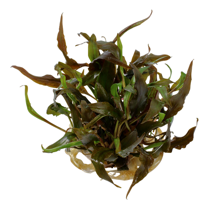 Cryptocoryne Undulatas &#39;Red&#39; | Tissue Culture
