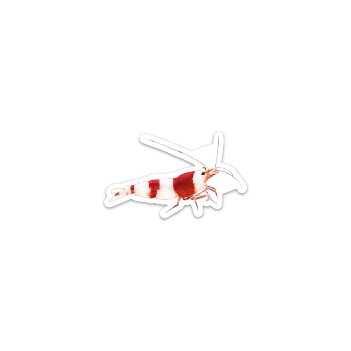 Crystal Red Shrimp Decal Sticker