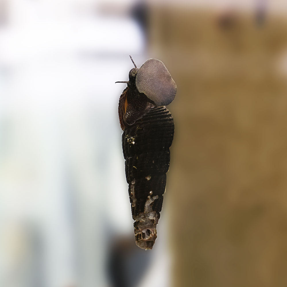 3+1 Adoption Snails - Cute but Broken