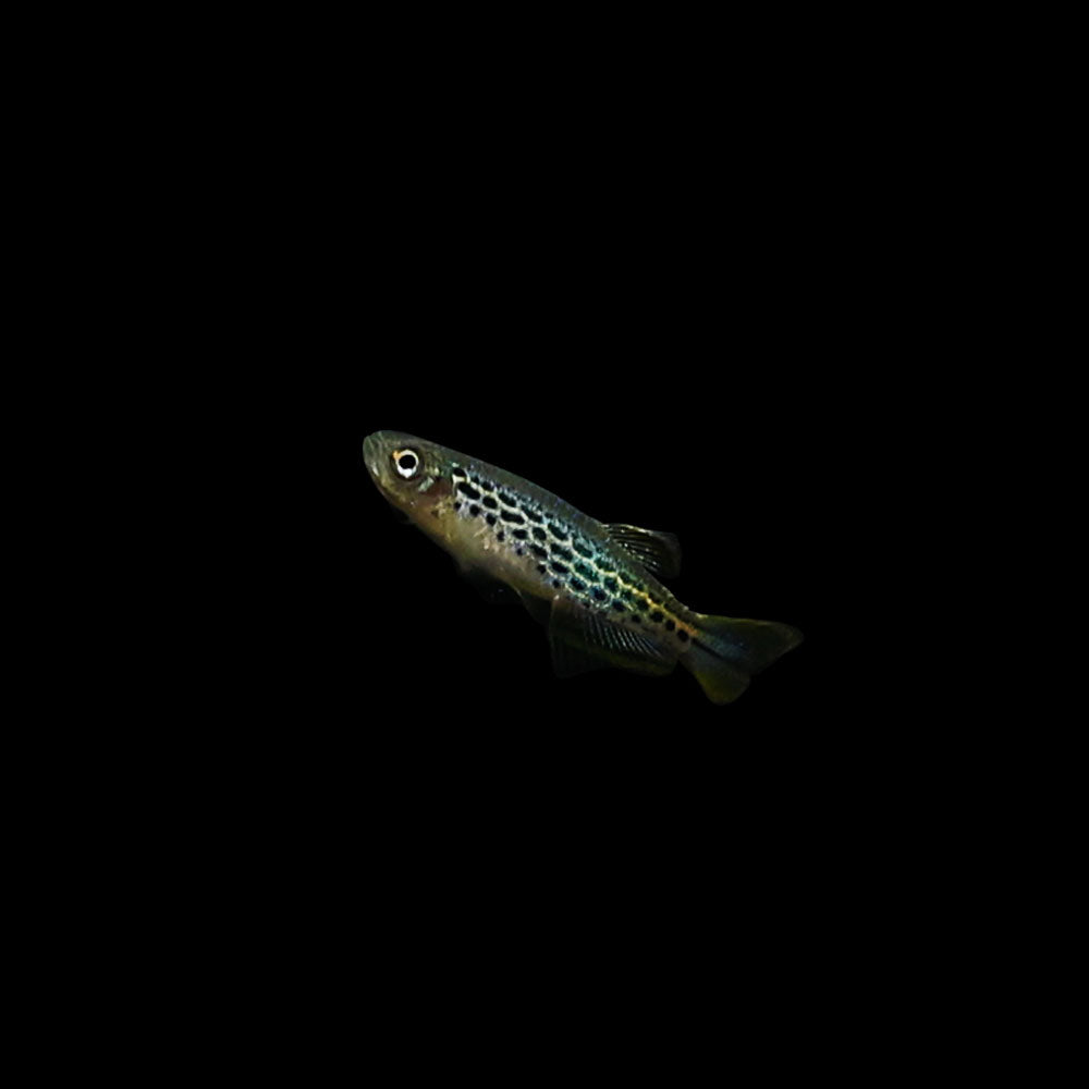 Orange-Finned Danio | Danio kyathit
