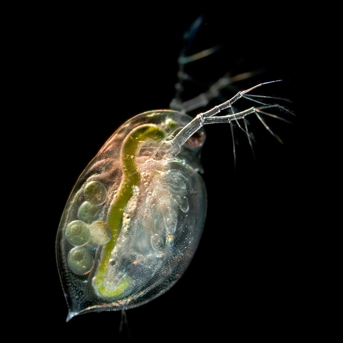Scaritech Live Daphnia Magna Culture