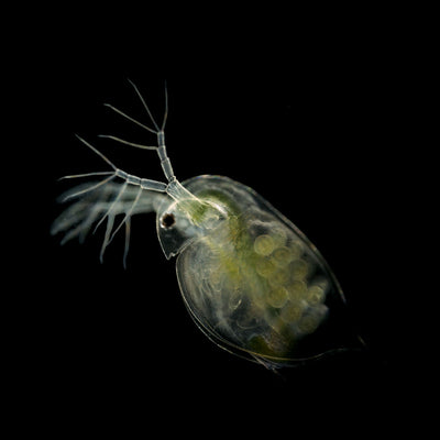 Daphnia Culture - Live Food for Nano Fish or Fry - Flip Aquatics