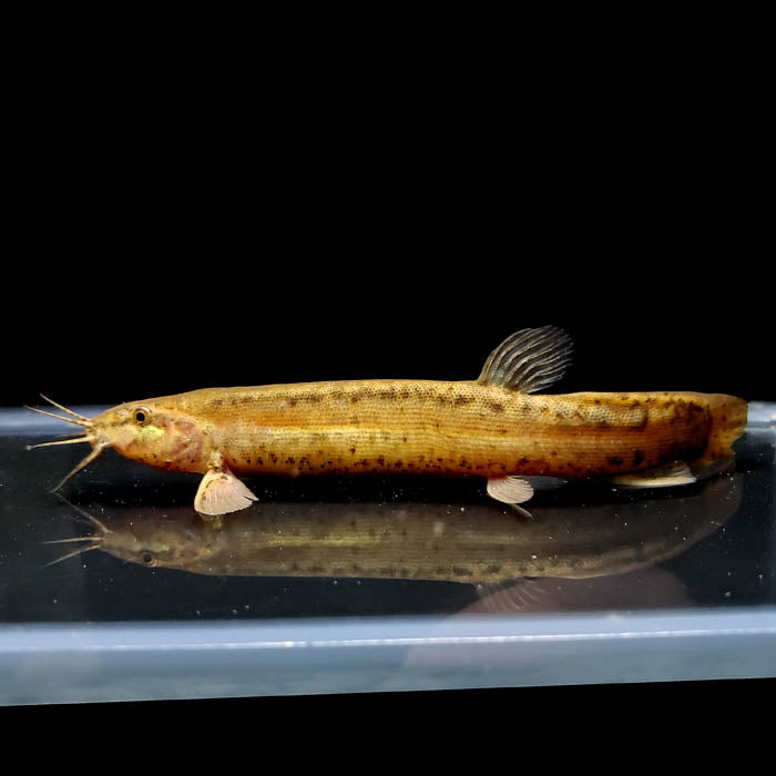 Dojo Loach