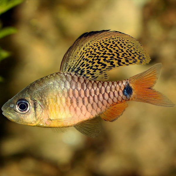 Drape Fin Barb Fish for Sale | 100% Live Arrival Guaranteed!