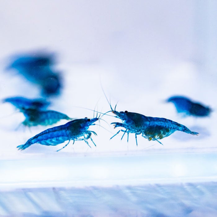 Neocaridina Shrimp Sale | Buy 5, Get 5