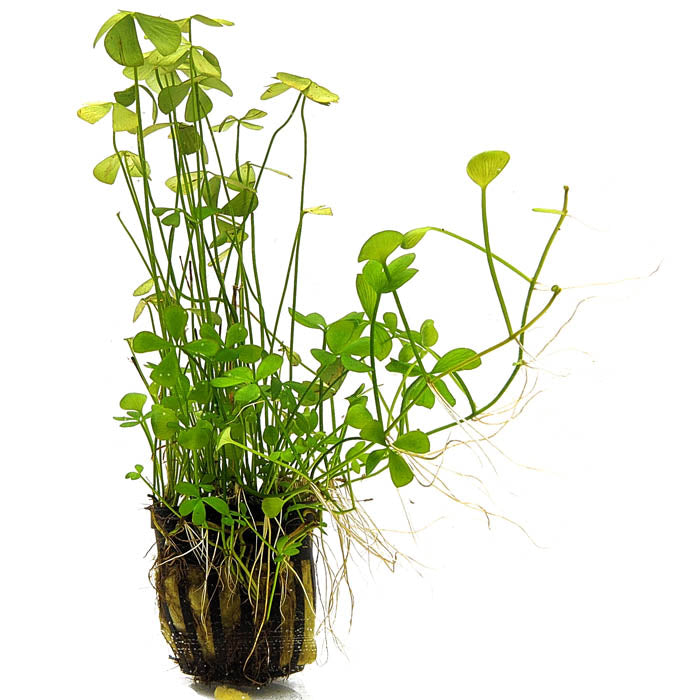 Four Leaf Clover | Marsilea quadrifolia